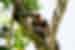 A rare sighting of a northern tamandua, a tree climbing anteater, in Tortuguero National Park