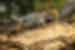 kenya_masai-mara_leopard-lying-on-tree