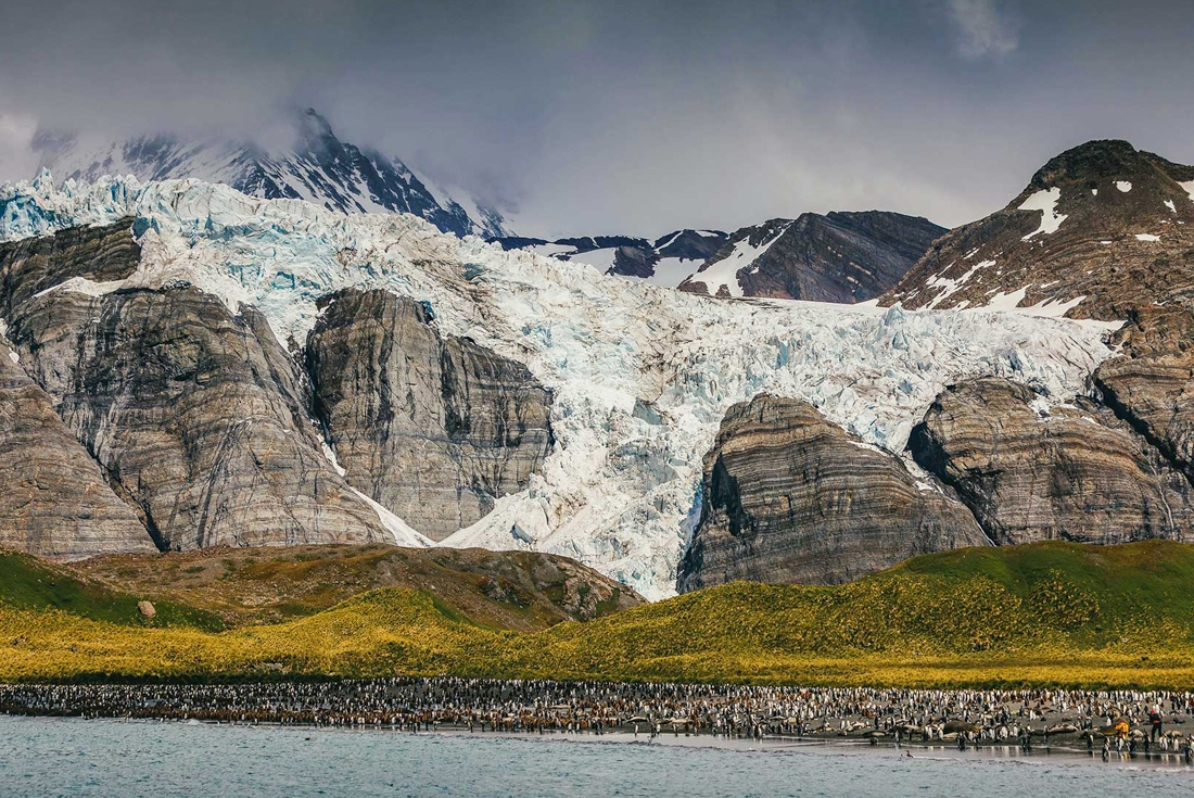 King Penguins all gather on the beach of South Georgia in with its mountains looming beyond