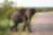 zimbabwe kruger national park elephant crossing road
