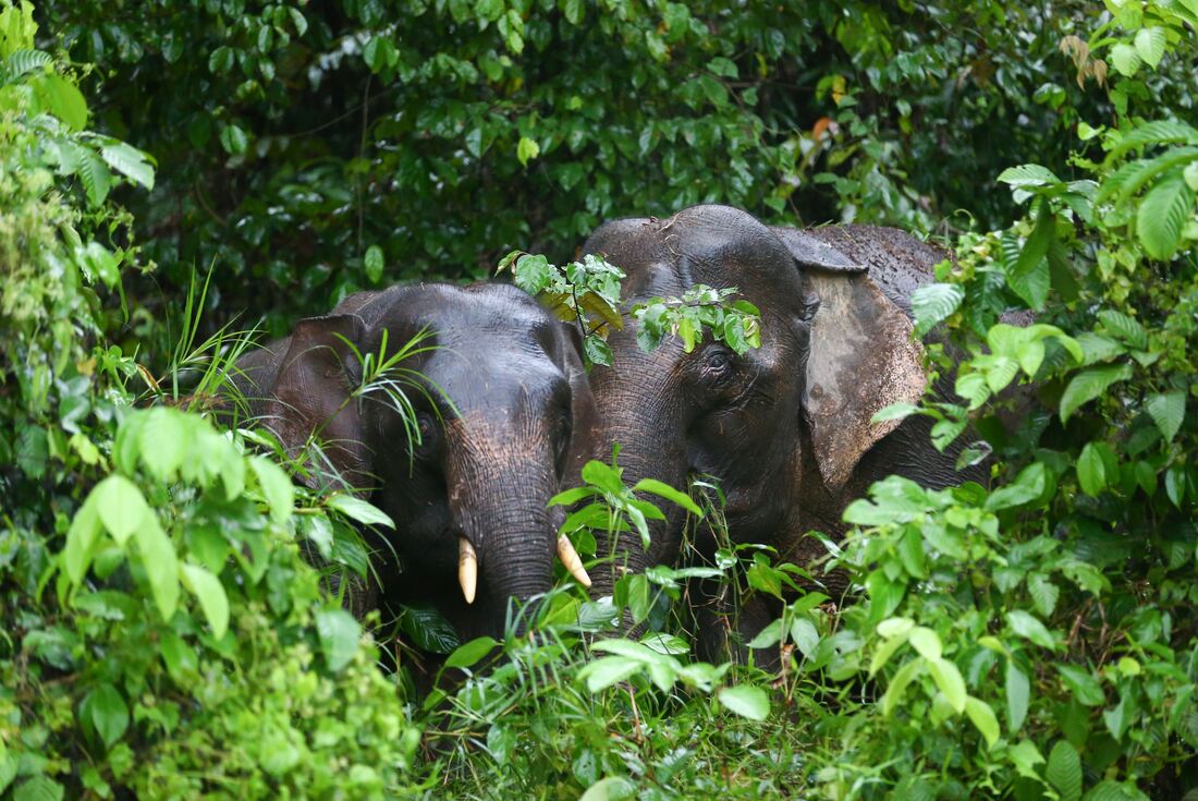 Pygmy elephant on the shores of Kinabatangan River