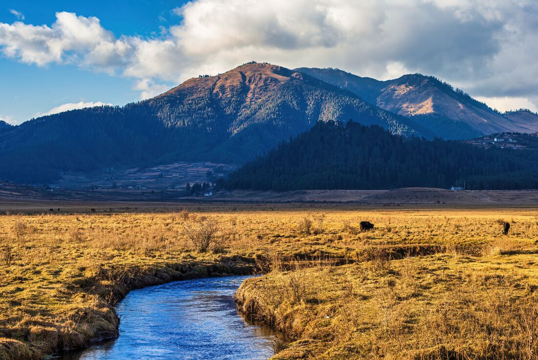 Pastoral scenery in the peaceful mountain landscape of Phobjikha Valley 