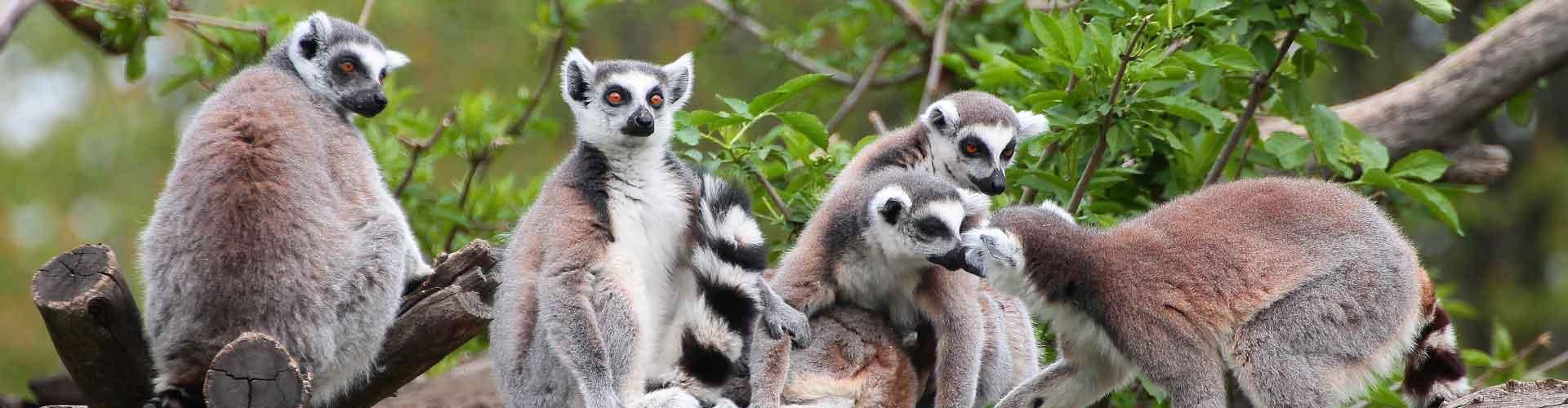 Best Madagascar Tours & Vacations 2024/2025
