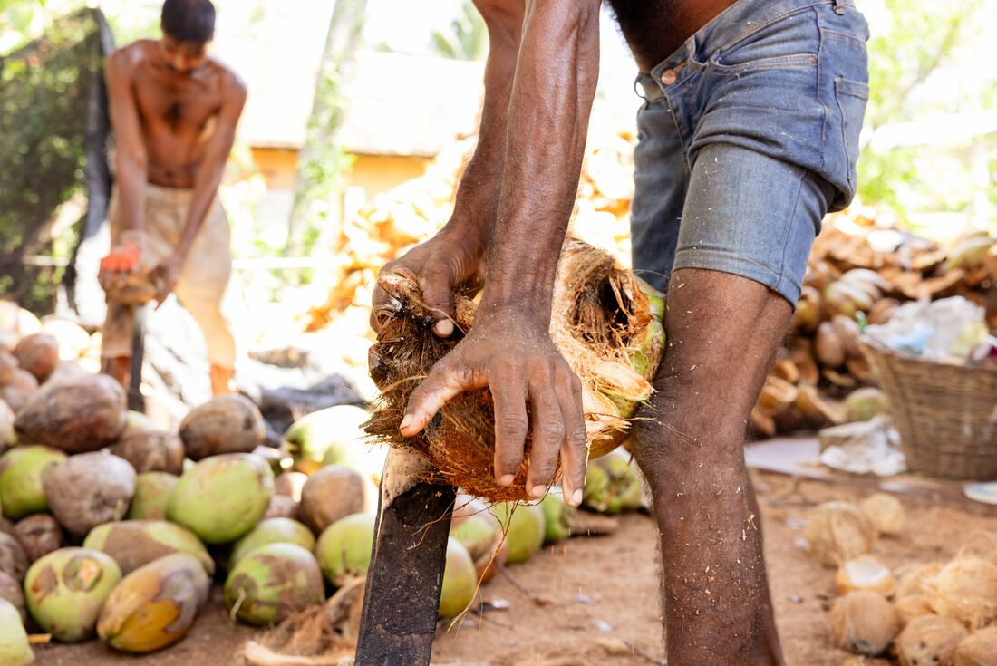Close up shot of guide cutting open a coconut at the Coconut Plantation, Dambulla, Sti Lanka