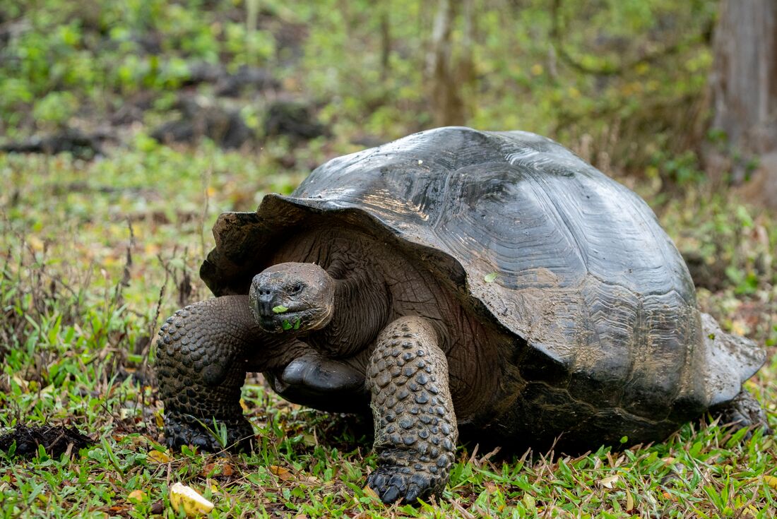 Giant tortoise on Santa Cruz Highlands, Isla Baltra, Galápagos Islands, Ecuador