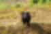 Tasmanian Devil looks at camera in Richmond Wildlife Park in Tasmania