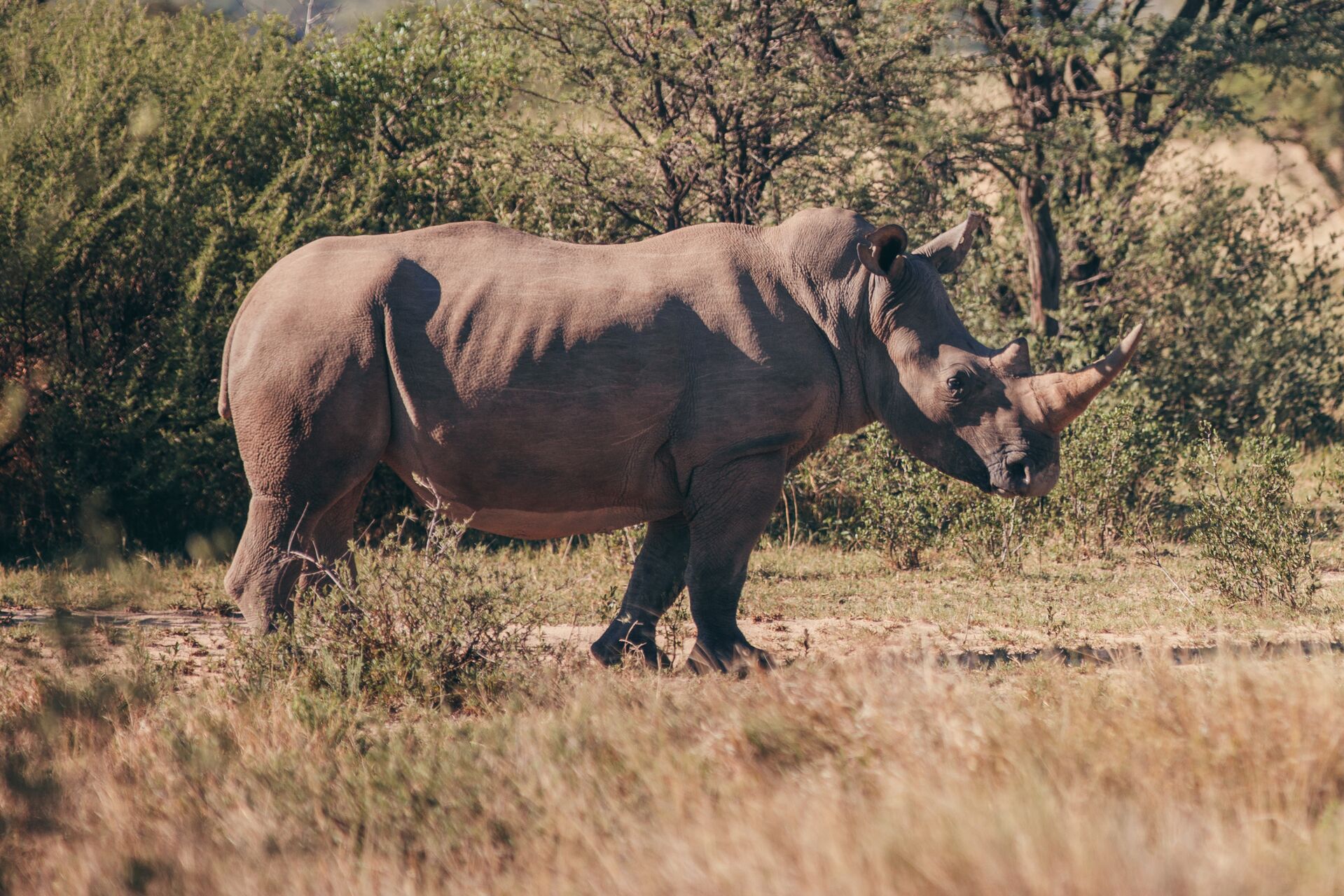 A white rinoceros spotted on the plains of Khama
