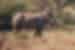 A white rinoceros spotted on the plains of Khama