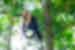 CostaRica_ManuelAntonio_Wildife_monkey