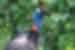 The beautiful and deadly blue skinned cassowary spotted on Mission Beach in Queensland