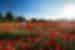 Cycle through Provence with Intrepid Travel