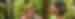 Two women cheers cups and smile while in a rainforest in Costa Rica