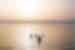 Group of travellers bathe in the salty Dead Sea in the haze of early morning
