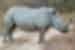 Botswana-Khama-rhino-sanctuary-Botswana