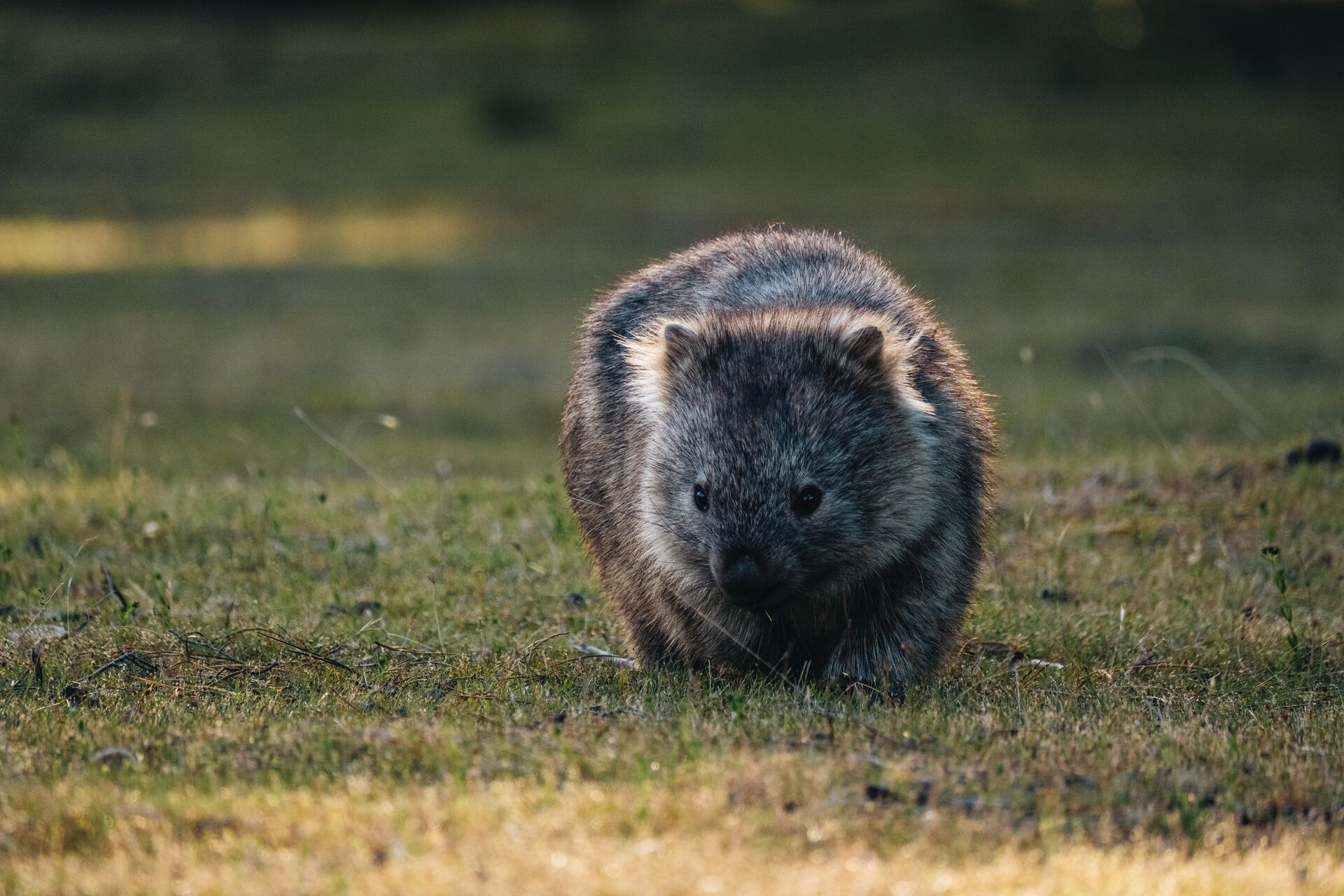 Meet some of Maria Island's fluffiest residents on your exploration of this incredible island