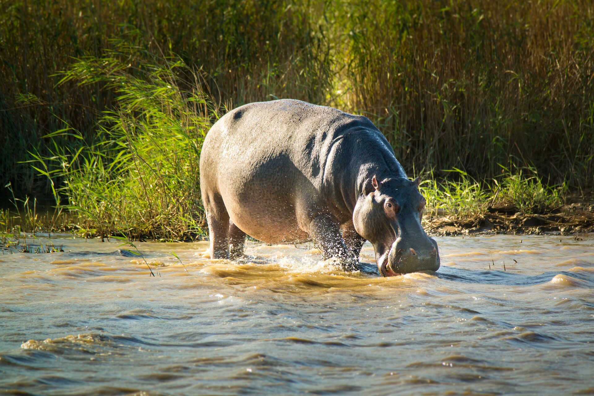 A hippo sighted grazing at thhe shores of the St Lucia Estuary on a boat cruise in iSimangaliso Wetland Park
