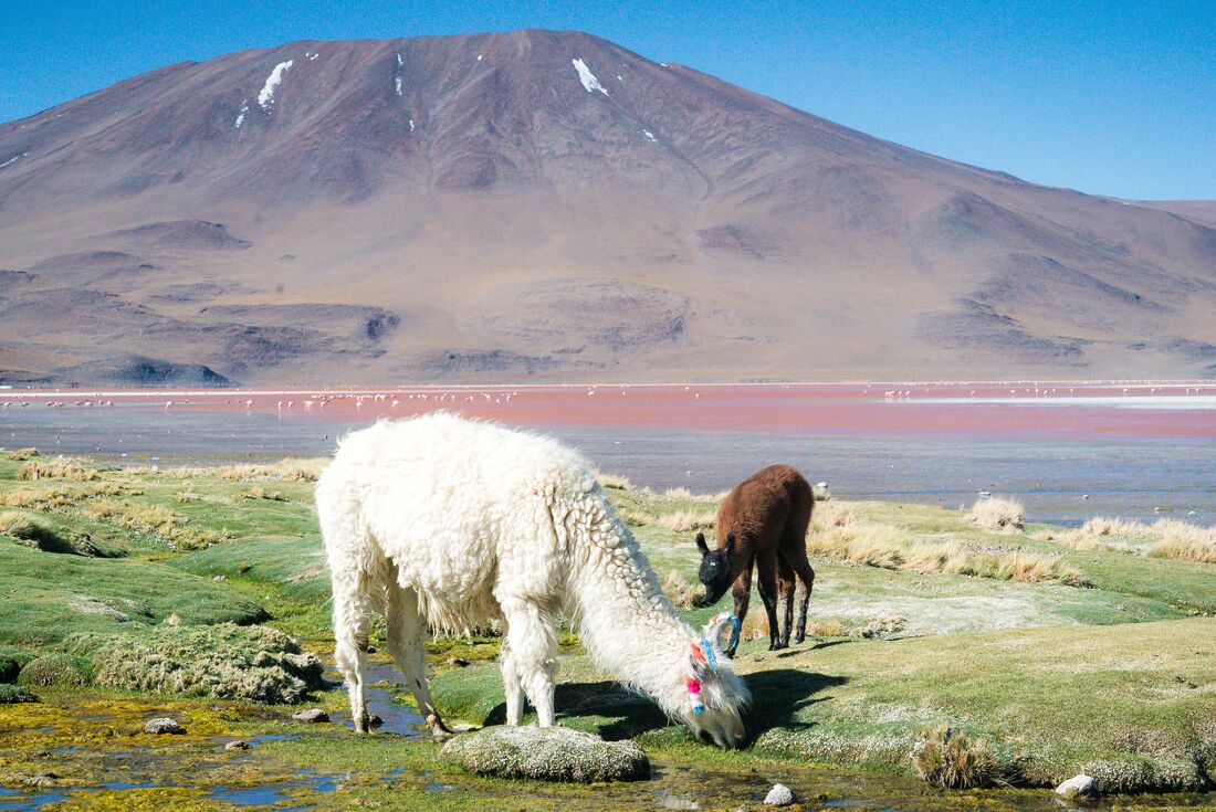 Llamas graze at a salt lagoon beneath the mountains of Bolivia