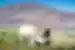 Llamas graze at a salt lagoon beneath the mountains of Bolivia
