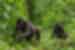 rwanda_gorilla_forest-babies
