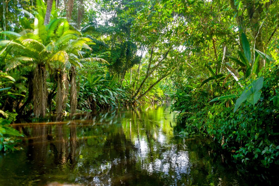 River in Amazon Rainforest, Ecuador