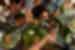 Top down shot of travellers sharing a filipino meal with banana leaves