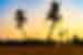 Sunset on the interior farmlands of Thoddhoo Island in the Maldives