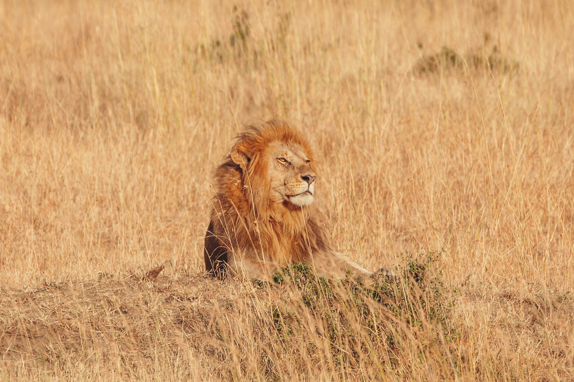 A lion on the plains of the Maasai Mara