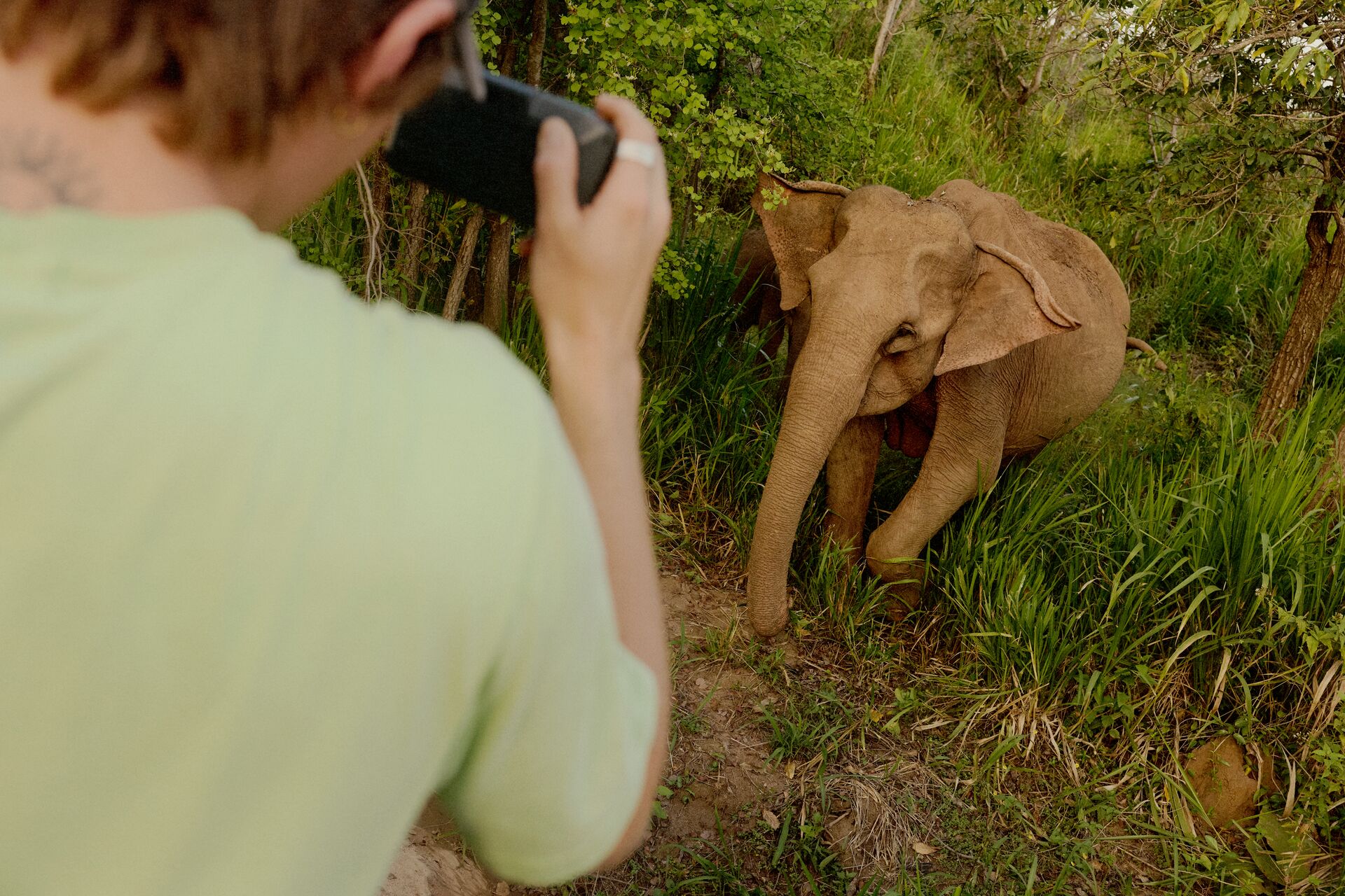 See asian elephants in the wild up close in Minneriya National Park, near Dambulla