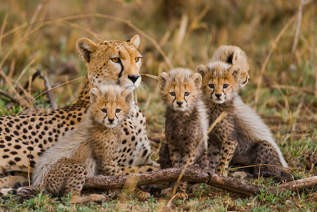 17 Days Safari - Real Southern Africa