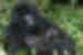 gorilla_mother-baby