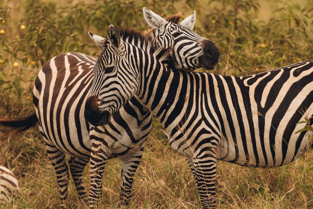 Zebras on the plains of Ngorongoro Crater