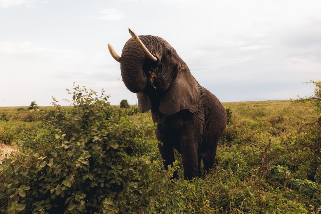 Classic East Africa