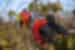 Bright red nesting Frigatebirds in the Galapagos Islands