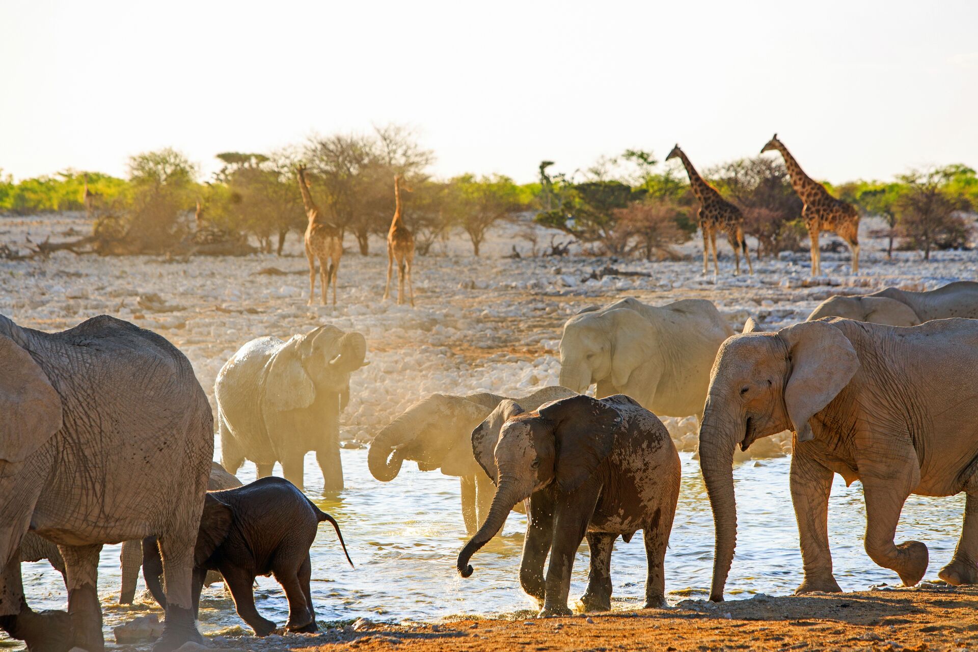 Elephants play in a watering hole of Etosha National Park while giraffes approach behind them