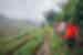 Travellers hike the fields of sapa with their leader