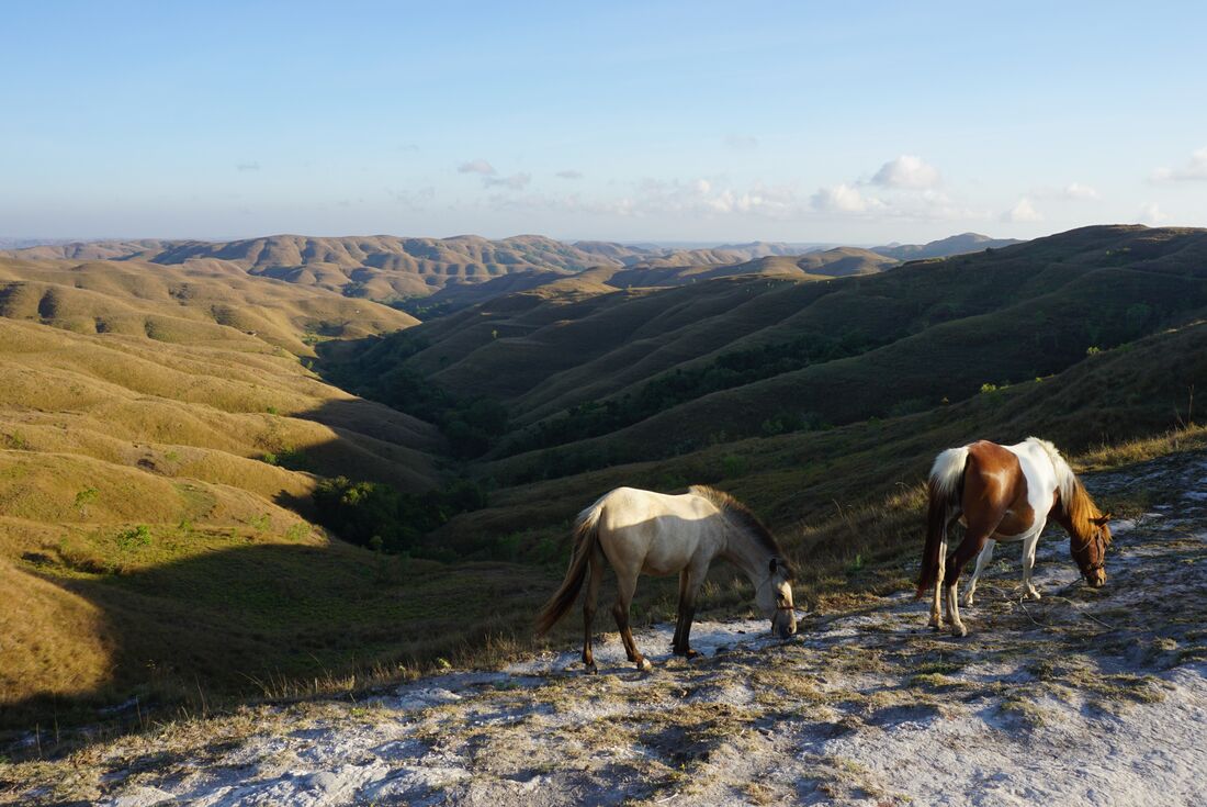 Wild horses grazing on Wairinding Hill, Sumba, Indonesis