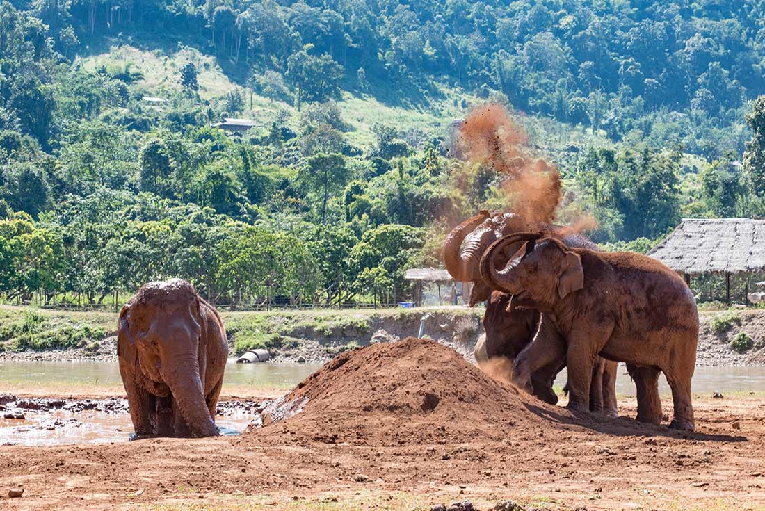 TTPT - Elephants mud bathing on a bright sunny day at Elephant Nature Park, Chiang Mai