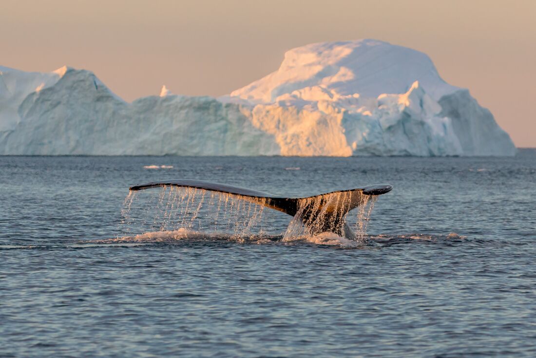Whale fluke in Disko Bay