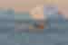 Whale fluke in Disko Bay