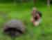 Get up close to the Giant Tortoises on the Galapagos Islands