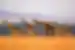 Family of giraffes crossing the savanna