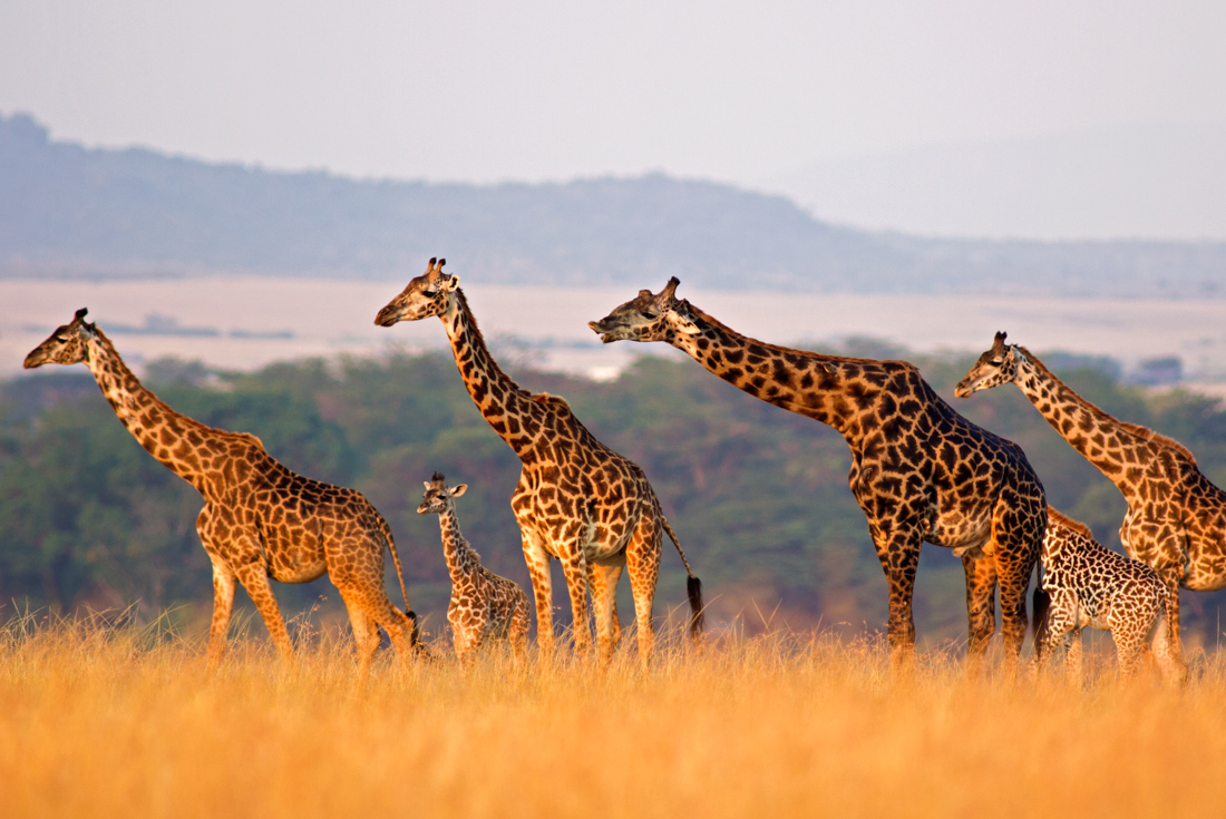 Family of South African Giraffes on the plains of Serengeti National Park