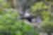 Panda happily munching on bamboo in Chengdu Conservation Center in China