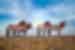 Group of four Przewalski's wild horses stand on steppe grassland in Khsutai National Park