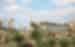 Volubilis-Ryan-Turner.jpg