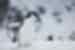 Close up of Chinstrap Penguin walking toward the camera