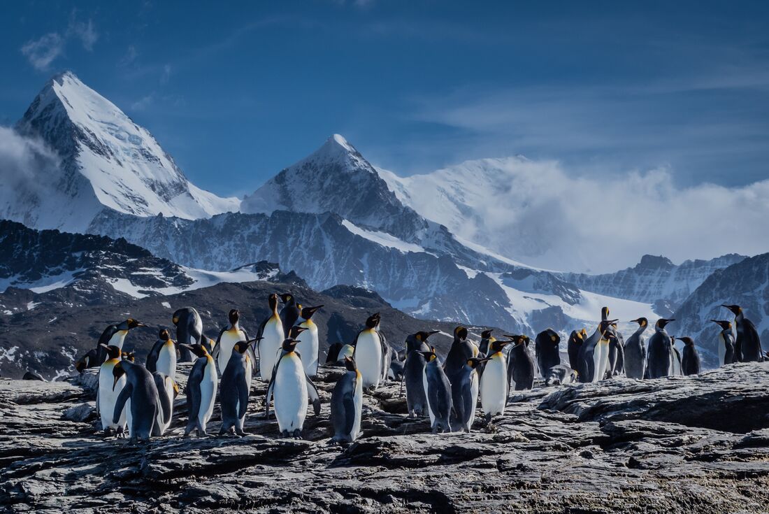 King Penguins chatter and socialise against the backdrop of the South Georgia mountains