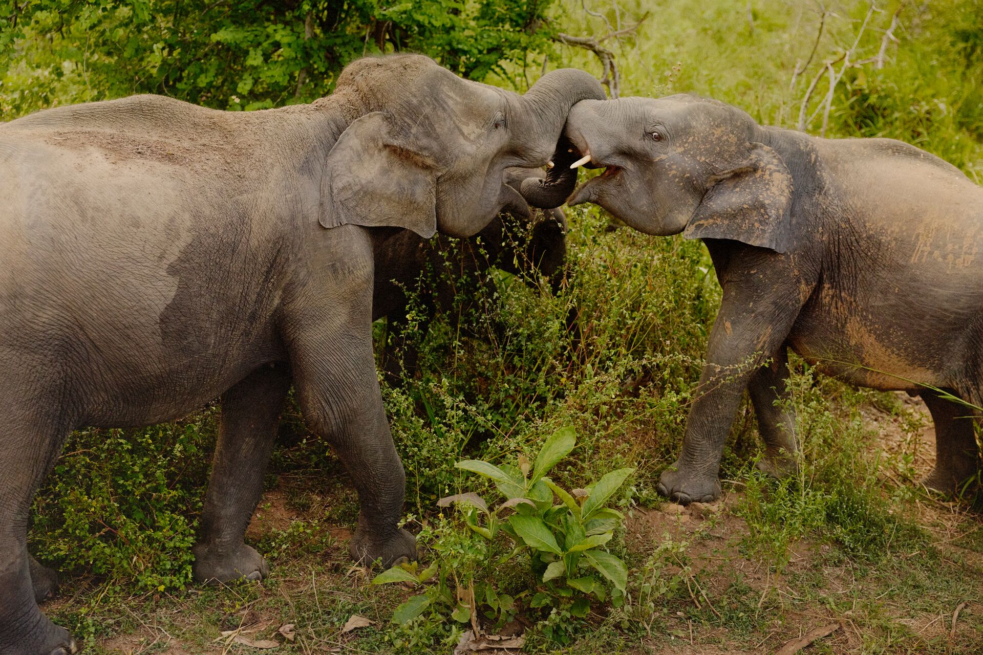A pair of elephants play in Sri Lanka's national parks