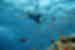 Intrepid traveller snorkelling floats above a group of orange fish near a reef in the Red Sea