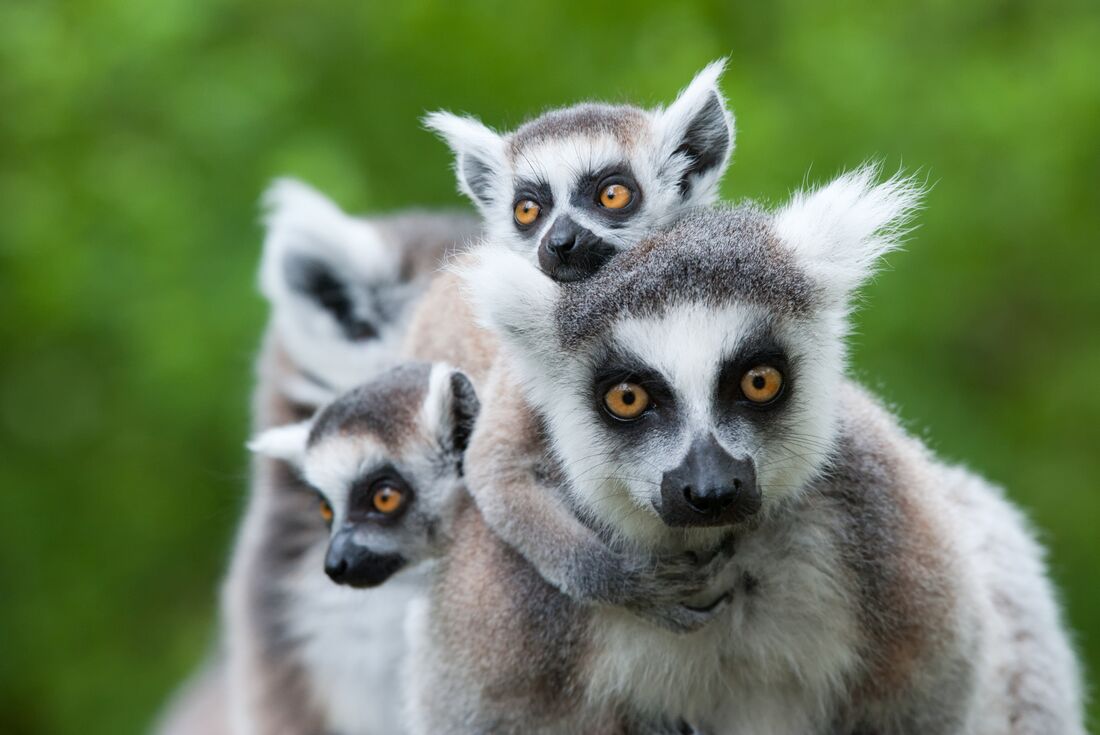 Madagascar Adventure - 14 Days